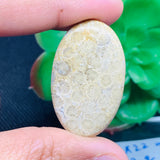Fossil Coral Cabochon 36X22 MM , Code FC-05 weight -6.2 gm Natural Fossil coral Cabs, Gemstone Pendant .