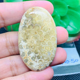 Fossil Coral Cabochon  50X30 MM , Code FC-10  weight -12.7 gm Natural Fossil coral Cabs, Gemstone Pendant .