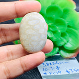Fossil Coral Cabochon 38X26 MM , Code FC-19 weight -10.7 gm Natural Fossil coral Cabs, Gemstone Pendant .