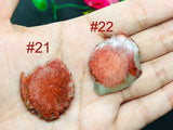 Horn Coral Slice , code #21-22 , Natural coral , Origin Utah, USA . coral loose stone