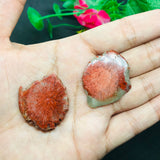 Horn Coral Slice , code #21-22 , Natural coral  , Origin Utah, USA . coral loose stone