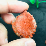 Horn Coral Slice , code #21-22 , Natural coral  , Origin Utah, USA . coral loose stone