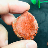 Horn Coral Slice , code #21-22 , Natural coral , Origin Utah, USA . coral loose stone
