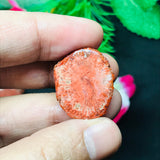 Horn Coral Slice , code #23-28 , Natural coral , Origin Utah, USA . coral loose stone