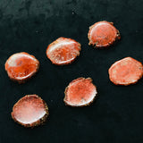 Horn Coral Slice , code #23-28 , Natural coral , Origin Utah, USA . coral loose stone