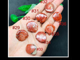 Horn Coral Slice , code #29-36, Natural coral , Origin Utah, USA . coral loose stone