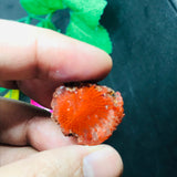Horn Coral Slice , code #29-36, Natural coral , Origin Utah, USA . coral loose stone