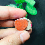 Horn Coral Slice , code #29-36, Natural coral , Origin Utah, USA . coral loose stone