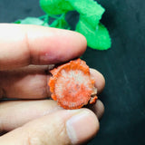 Horn Coral Slice , code #29-36, Natural coral , Origin Utah, USA . coral loose stone