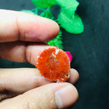 Horn Coral Slice , code #29-36, Natural coral , Origin Utah, USA . coral loose stone