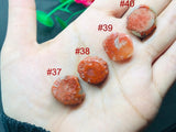 Horn Coral Slice , code #37-40 , Natural coral , Origin Utah, USA . coral loose stone