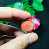 Horn Coral Slice , code #37-40 , Natural coral , Origin Utah, USA . coral loose stone