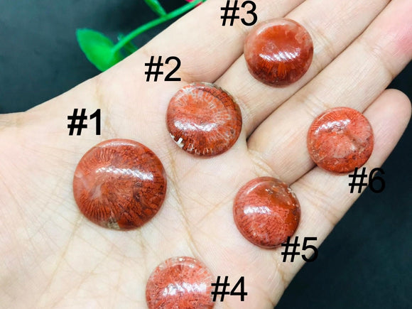 Horn Coral Cabochon , code #1-6 , Natural coral cabs , Origin Utah, USA . coral loose stone