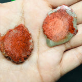 Horn Coral Slice , code #21-22 , Natural coral  , Origin Utah, USA . coral loose stone