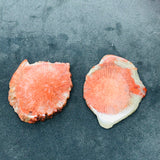 Horn Coral Slice , code #21-22 , Natural coral  , Origin Utah, USA . coral loose stone
