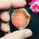Horn Coral Slice , code #21-22 , Natural coral , Origin Utah, USA . coral loose stone