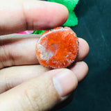 Horn Coral Slice , code #23-28 , Natural coral , Origin Utah, USA . coral loose stone