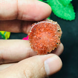 Horn Coral Slice , code #23-28 , Natural coral , Origin Utah, USA . coral loose stone