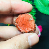 Horn Coral Slice , code #23-28 , Natural coral , Origin Utah, USA . coral loose stone