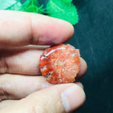 Horn Coral Slice , code #29-36, Natural coral , Origin Utah, USA . coral loose stone