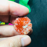 Horn Coral Slice , code #29-36, Natural coral , Origin Utah, USA . coral loose stone