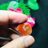 Horn Coral Slice , code #37-40 , Natural coral  , Origin Utah, USA . coral loose stone