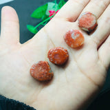 Horn Coral Slice , code #37-40 , Natural coral , Origin Utah, USA . coral loose stone