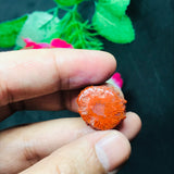 Horn Coral Slice , code #37-40 , Natural coral , Origin Utah, USA . coral loose stone