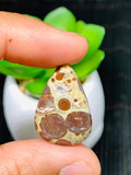 Astrolite Cabochon • Code A22- A25 • AAA Quality • Natural Astrolite Cabs • Astrolite Pendant • From Indonesia • Perfect for Jewelry Making