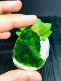 Chrome Chalcedony Cabochon • Code A14- A17 • AAA Quality • Natural Chrome Chalcedony Cabs • Chalcedony pendant
