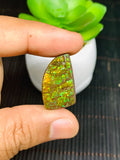 Ammolite Cabochon • Code B1-B4 • AAA Quality • Natural Ammolite Cabochon • Origin Canada