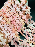 Queen Conch Shell Beads • 15X15 mm Size • 4 Petals • Length 40 cm • AAA Quality • Natural Pink Queen Conch Shell Beads