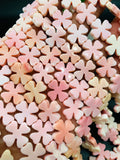 Queen Conch Shell Beads • 15X15 mm Size • 4 Petals • Length 40 cm • AAA Quality • Natural Pink Queen Conch Shell Beads