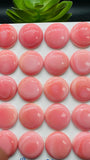 Queen Conch Shell Round Cabs • 16 mm Size • Pack of 2 Pcs • AAA Quality • Flat Back • Queen Conch Cabochons