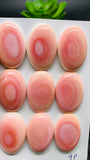 Queen Conch Shell Oval Cabs • 20x30 mm Size • Pack of 1 Pc • AAA Quality • Flat Back • Queen Conch Cabochons