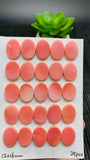 Queen Conch Shell Oval Cabs • 12x16 mm Size • Pack of 2 Pcs • Both Sides Flat• AAA Quality • Queen Conch Cabochon