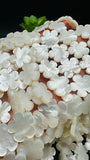 White MOP Flower Beads • 18x18 mm Size • 5 Petal Flower - 40 cm length • AAA Quality • Natural White Mother of Pearl