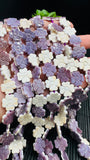 Wampum Quahog Shell Flower Beads • 12x12 mm Size • 4 Petal flower Double Side Carving • 40 cm Length • AAA Quality • Natural Wampum Shell