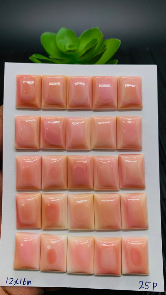 Queen Conch Shell Rectangle Cabs • 12x16 mm Size • Pack of 2 Pc • AAA Quality • Flat Back • Queen Conch Cabochons