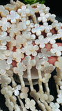 White MOP Cross Flower Beads • 17 mm Size • 40 cm length • AAA Quality • Natural White Mother of Pearl