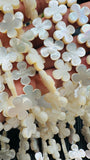 White MOP Cross Flower Beads • 17 mm Size • 40 cm length • AAA Quality • Natural White Mother of Pearl