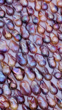 Pink Baroque Freshwater Pearl - Size Approximate 24-27x15-17 MM AAA Quality - Natural Freshwater pearl
