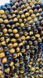8 mm Tiger Eye Round Beads 40 cm Length AAA quality - Natural Tiger Eye Beads