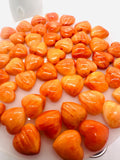 Spiny Oyster Shell Heart Cabs • 12 mm Size • Pack of 2 Pcs • AAA Quality • Natural Shell Cabochon • Orange Color