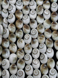 Shiva Shell Oval shape Beads - 7X9mm Size • AAA Quality• Length 40 cm • Shiva Shell oval Beads • Shiva Shell Beads