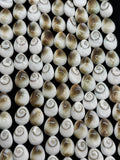 Shiva Shell Pear shape Beads - 6X8mm Size • AAA Quality• Length 40 cm • Shiva Shell Pear Beads • Shiva Shell Beads