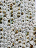 Shiva Shell Round Coin Beads - 6 / 8 mm Size • AAA Quality• Length 40 cm • Natural Single Shiva Shell Beads • One Sided Shiva Shell Beads
