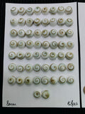 Shiva Shell Round Cabs • 8/10 mm Size • Pack of 5 pcs • AAA Quality • Shiva Shell Cabochons