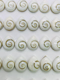 Shiva Shell Pear Cabs • 10x13 mm Size • Pack of 4 pcs • AAA Quality • Shiva Shell Cabochons