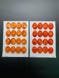 15X20 mm Spiny Oyster Shell Oval Cabs • Pack of 1 Pc • AAA Quality • Natural Shell Cabochon • Orange/ Red Color